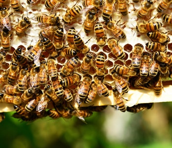 bienen